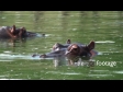 Hippos 1 1079